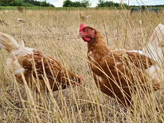 La Ferme des Argonautes, visuel 3